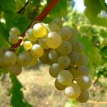 Sauvignon_blanc_vlasotince_vineyards